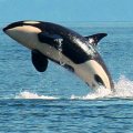 Anacortes - 